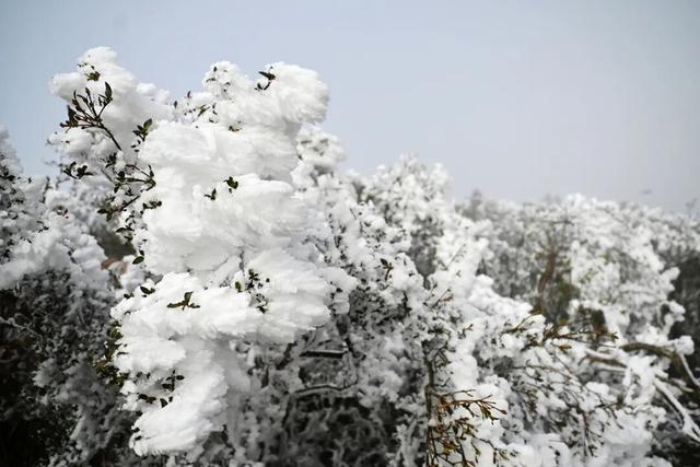 多图直击融水雾凇美景