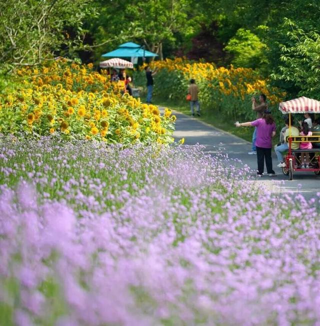 地肤、格桑花、向日葵…来金山这里赏花→