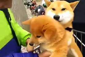 小柴犬要被买走，柴犬妈妈抱紧孩子不松手，网友：不能留一只吗图片