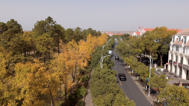 别眨眼！罗店马路秋色，一街一帧画正在限时上映