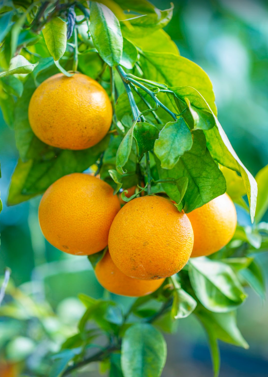 溧水赏秋指南，这周末就出发！