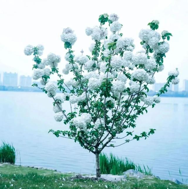台州这些初夏赏花秘境，承包你的朋友圈
