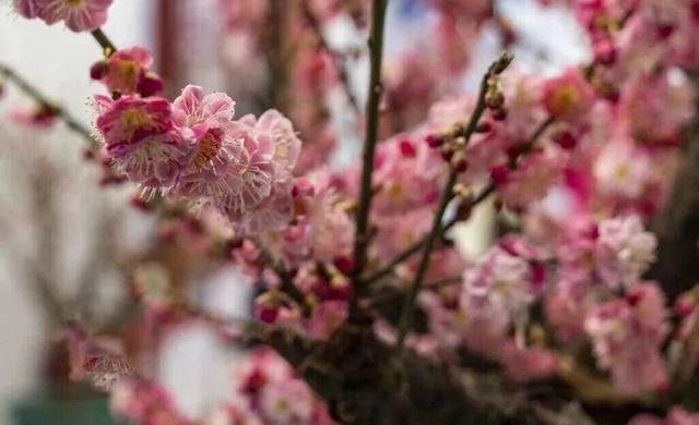 梅花开了！来这条精选的怀柔区郊游线路感受春意盎然