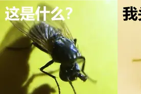 为什么人们把苍蝇叫做无头苍蝇，苍蝇没头也能飞吗？图片