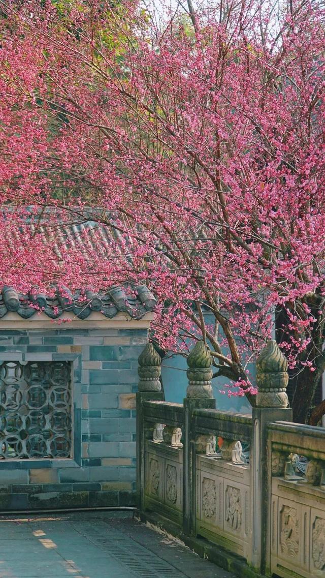 盛花期！这波“梅”景太出片，是谁拍到了啦