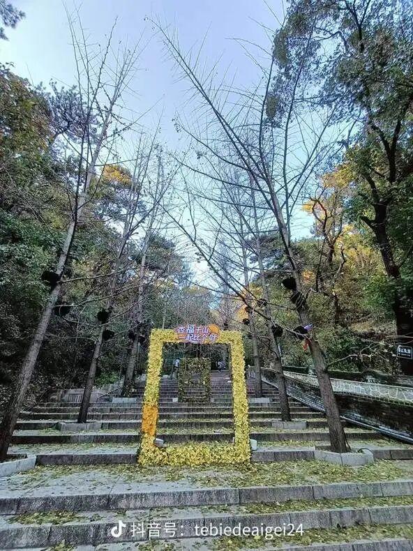 银杏叶未黄先落！今年的“满地金黄景”还能看到么？
