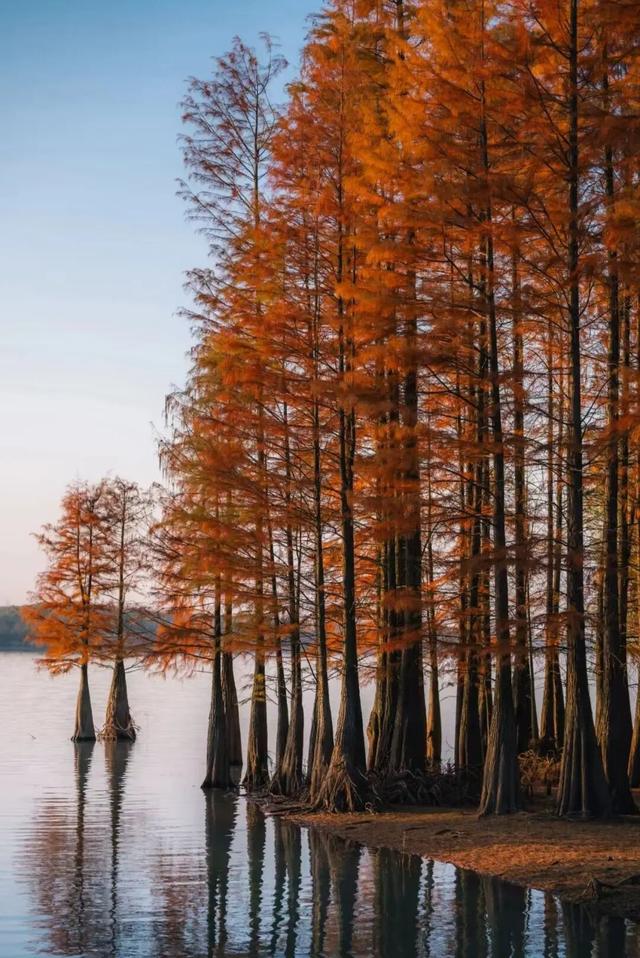 看！是合肥的树！