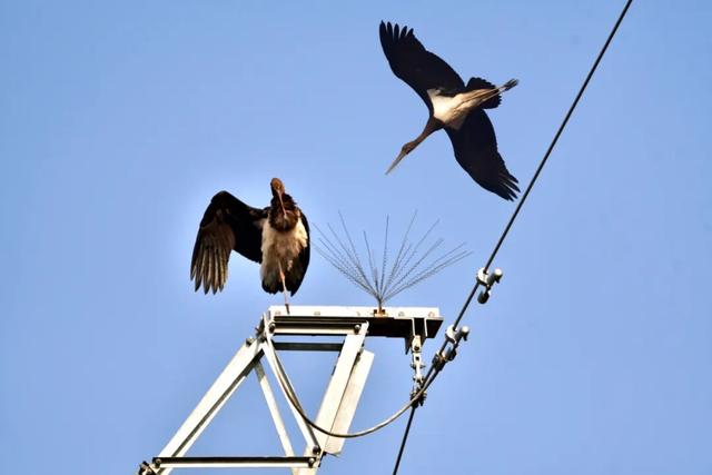 温县发现“鸟中熊猫”→