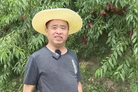 竹溪新洲镇鲁溪沟村金丝岭3万公斤黄桃“出山”记图片