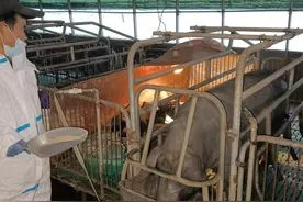 曾被宣布灭绝的项城猪找到了 养殖户：家里曾卖猪供我读书 如今我养猪“给国家立功”图片