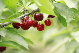 五一必去！郑州近郊乡野嗨玩全攻略 摘果飙车汉服游一键三连图片