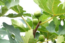 平原县：200余亩无花果喜获丰收 无花果酒、无花果茶、无花果月饼走俏市场图片