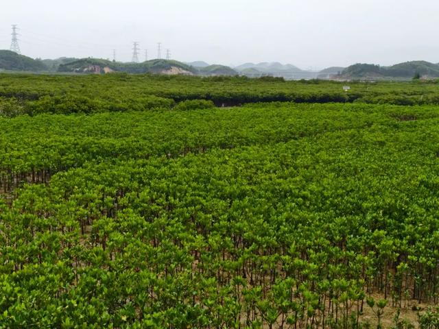 钦州为全球海洋治理提供了“中国方案”