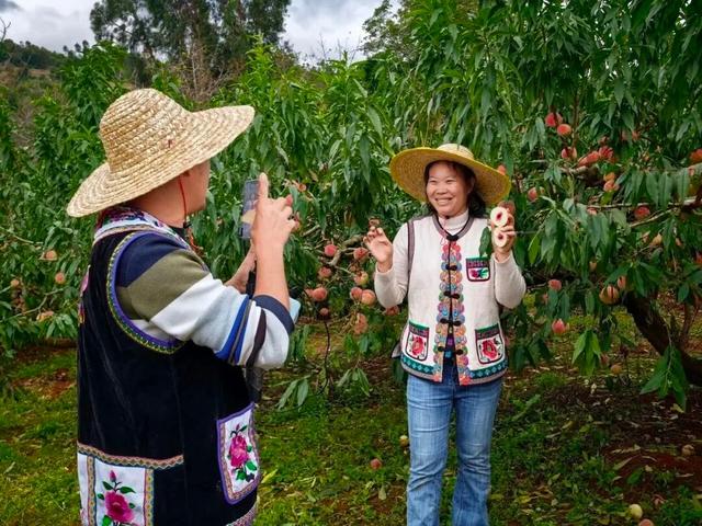 熟了熟了！周末走起！昆明采摘地图“上新”，速来eat→