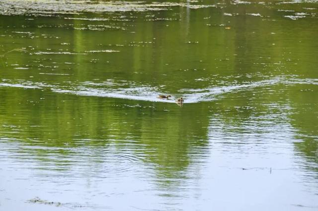 四季流转，青浦这座公园的颜值从来不掉线！