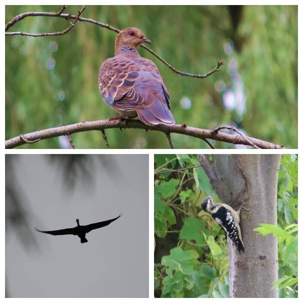 孝南：深秋湿地 韵律的盛宴