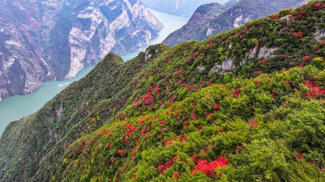 央媒看重庆｜红叶扮靓长江巫峡