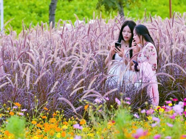 随手拍出电影感！南宁这片“秋日限定”的狗尾巴草美到犯规