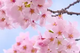 立春：春天永远有希望与力量图片