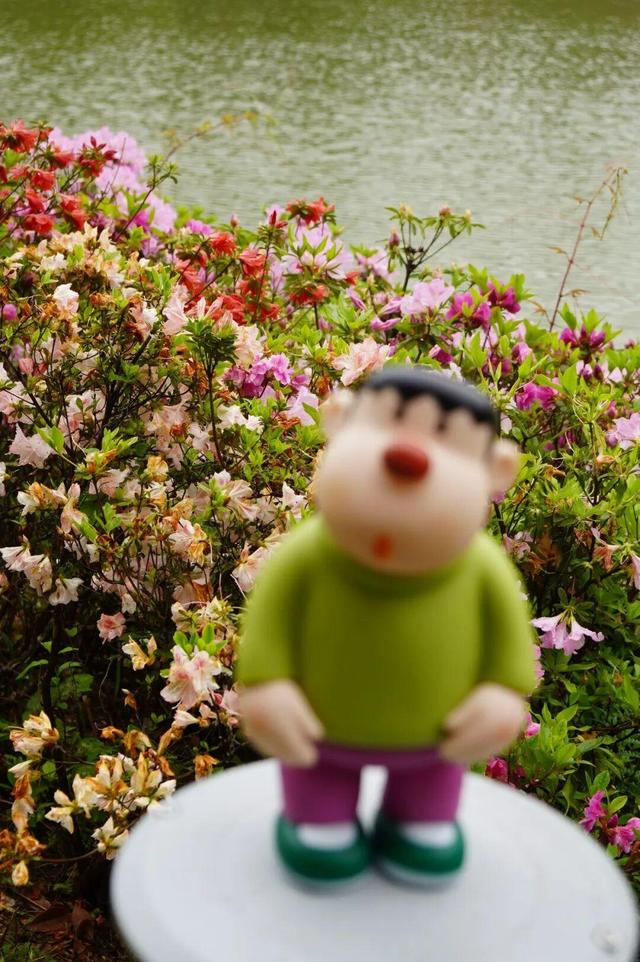 开了！开了！福州开了成片杜鹃花海！快上鼓岭