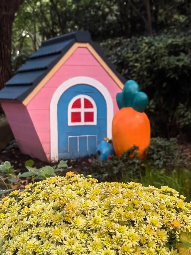 免费打卡5000平方米花海、500个品种菊花……上海“莫奈花园”又上新了！