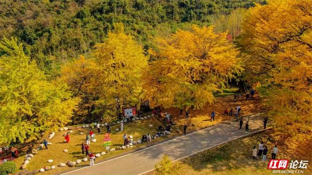 岁暖时刻丨去桐子坳走走：让银杏叶落在肩头，让百年古树的皱纹蹭过掌心