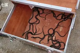 普洱一村寨蛇窝有32条眼镜王蛇，多次在附近居民家中出现，消防救援人员：1条大蛇31条小蛇，均已放生图片