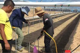 乐东莺歌海：因地制宜种植海沙地哈密瓜 助力居民增收图片