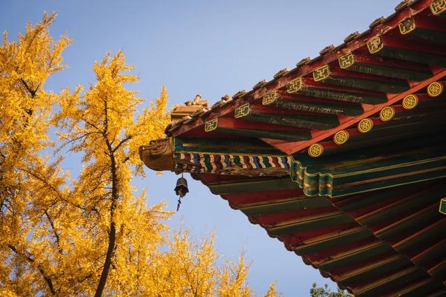 秋意渐浓，武汉即将美出新高度！这份赏秋攻略快收好~