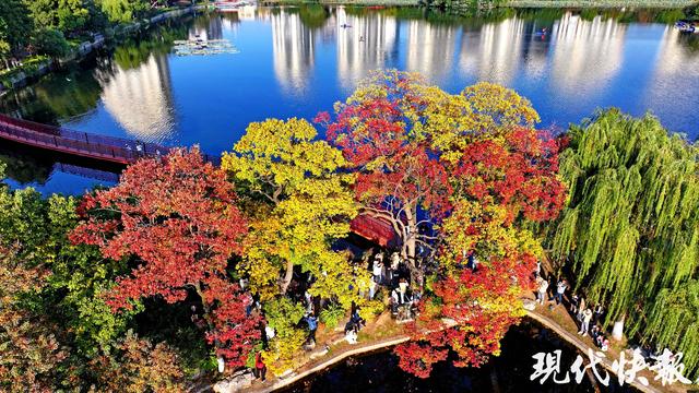 南京莫愁湖“网红”乌桕，层层叠叠的斑斓把秋意拉满