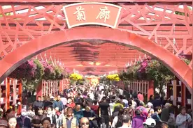 河南开封：金秋十月菊花开 冲天香阵透汴梁图片