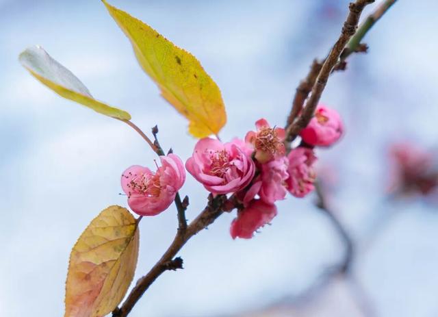 暗香浮动！晋宁郑和公园梅花凌寒绽放
