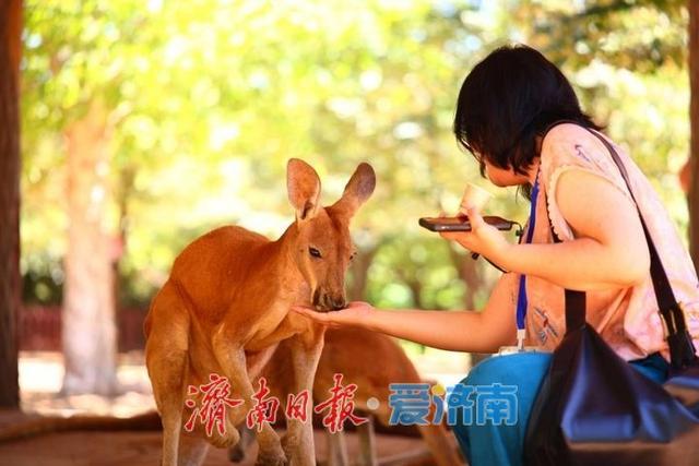 抓住暑假尾巴！济南野生动物世界日夜奇幻狂欢，甜蜜恋爱季点燃盛夏终章