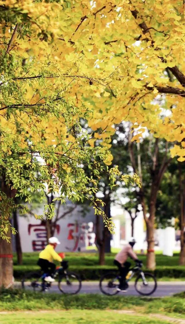 河南银杏进入“颜值巅峰”！这份捡秋攻略赶紧码住！