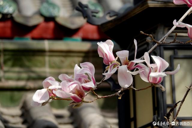 赏花正当时！趵突泉玉兰花开，与泉水共绘春色