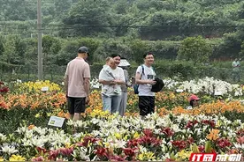 走！去“城市后花园”徜徉百合花海图片