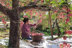 山东深挖“土特产”资源 因地制宜发展特色产业图片