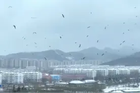 济南孟家水库飞来大量银鸥，专家：水域鱼类丰富，间接反映出生态环境质量改善图片