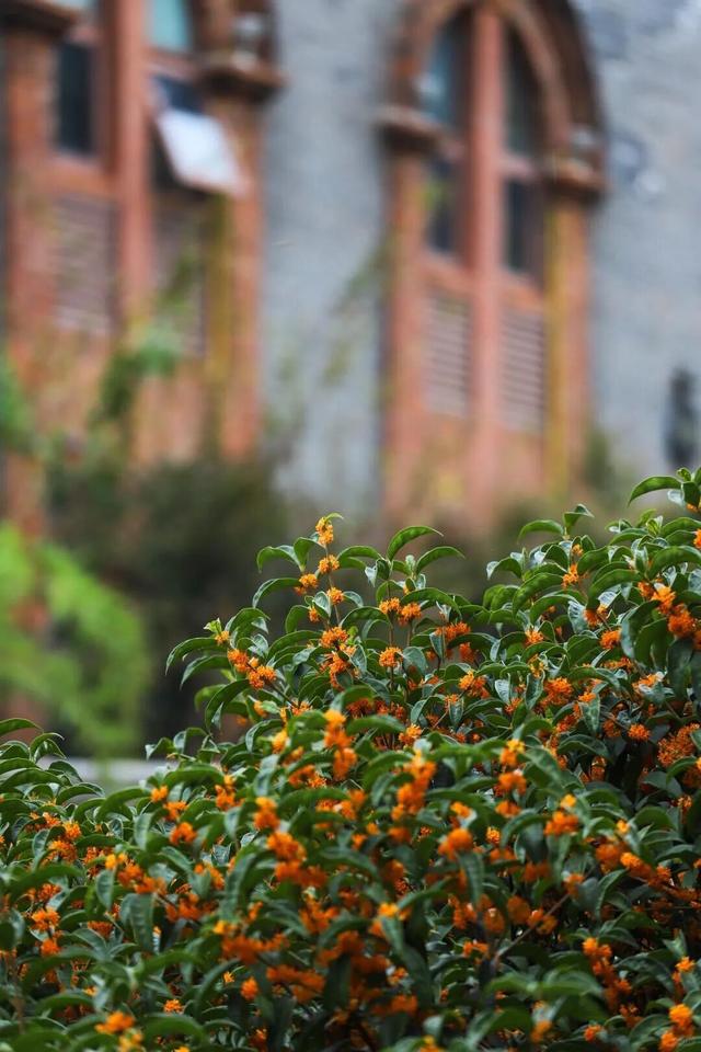 秋日限定“双骄”：从赏到玩转的完整攻略！