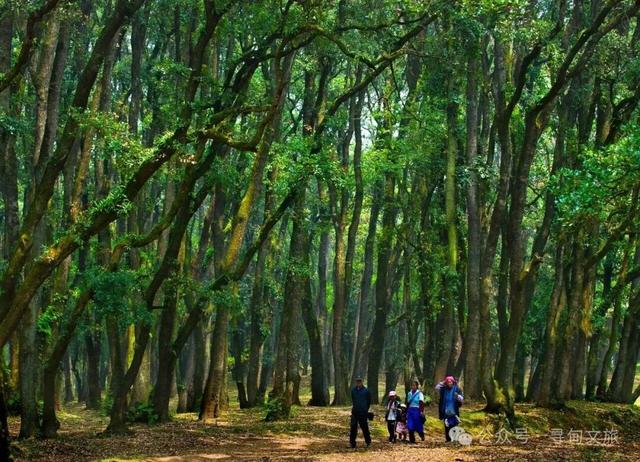 本地人力荐的半日宝藏打卡地！来寻甸自由“森”呼吸~