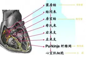 为何我的心脏扑通扑通“乱跳”？丨每日话题图片