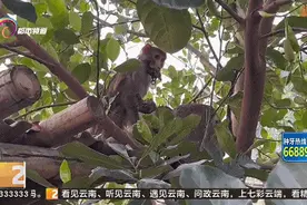 看着就疼！猕猴嘴被铁项圈缠住，脸部溃烂……图片