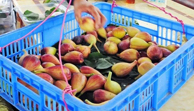 央视大片《珠江》里的花都⑤：山水滋养的田园至味