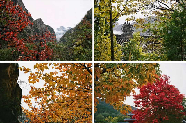 嵩山红叶预告，第一波惊艳正在上线！