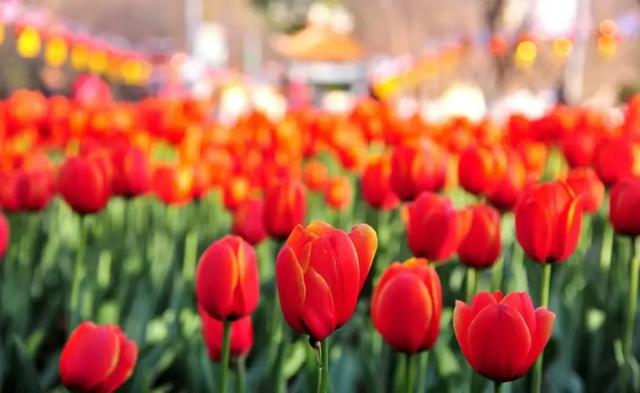 冬樱花、梅花、郁金香、虞美人......昆明最全赏花攻略请查收