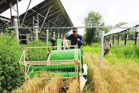 板上绿色发电 板下种麦种菜图片