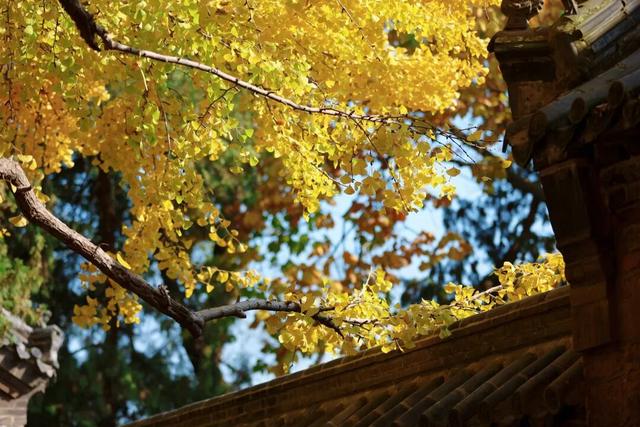 千年莒县银杏树！这一眼惊艳时光，高清大图超治愈