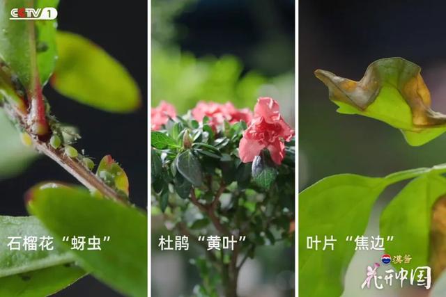 《花开中国》北京篇（上）：岁寒菊香 满城芳华