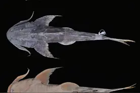 2个魾属新种现身怒江与伊洛瓦底江，我国成全球魾属鱼类物种最多国家图片