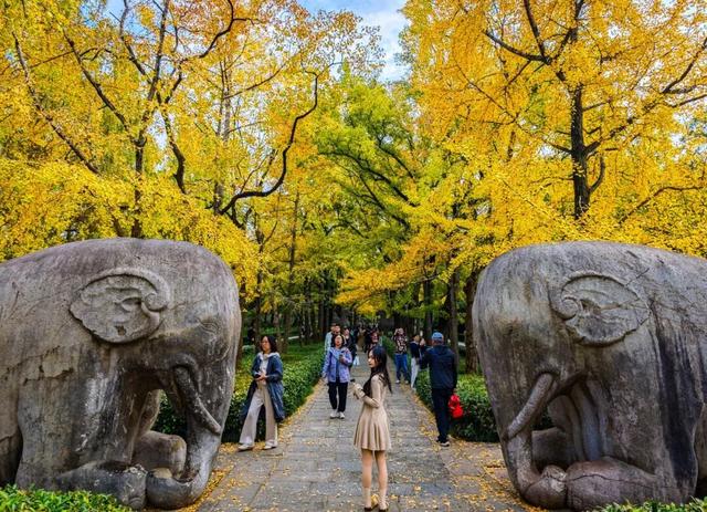 南京，你“叶”太可爱了！